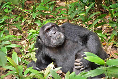 Cost of Chimpanzee permits in Uganda