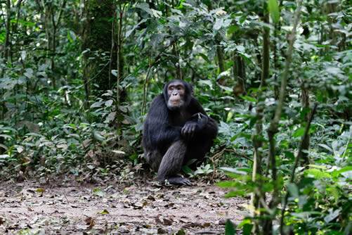 Cost of chimpanzee tracking in Uganda