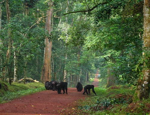 Cost of chimpanzee trekking in Uganda