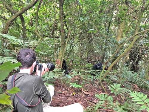 Uganda Gorilla Trekking after COVID