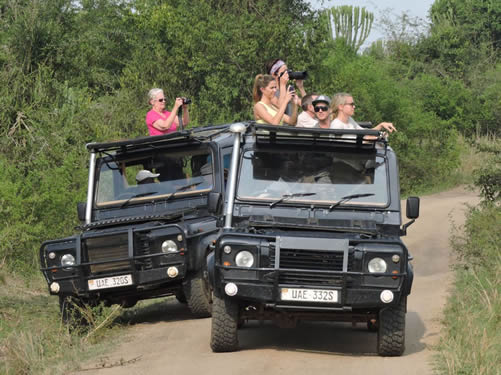 Gorilla trekking for elders in Bwindi