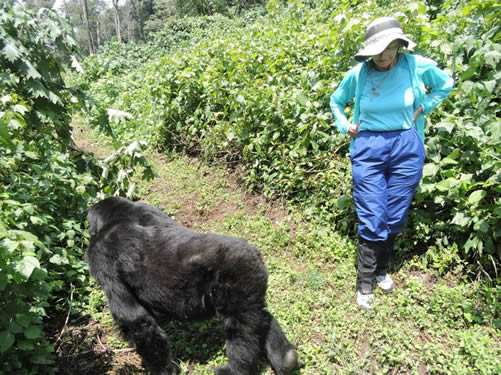 Gorilla Trekking for people with disabilities