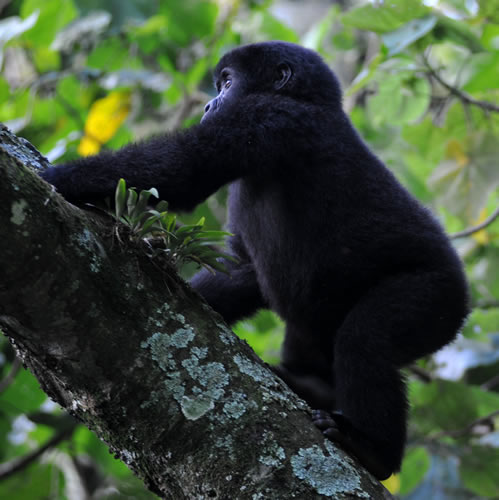 Gorilla Trekking for the disabled