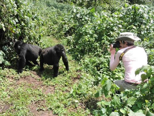 Gorilla trekking for the unfit