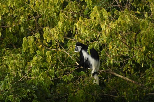 Kibael Chimpanzee Trekking