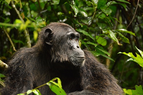 Tracking Chimpanzees in Kibale National Park