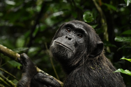 Tracking chimpanzees in Kibale forest National Park