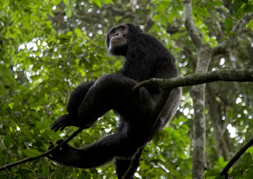 Tracking chimpanzees in Kibale forest