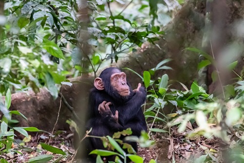 Tracking chimpanzees in Uganda