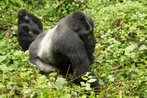 Eastern Lowland Gorillas