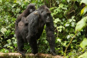 Facts about Eastern Lowland Gorilla