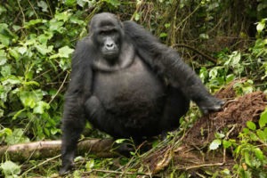 Facts about Grauer's Gorillas