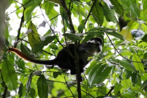 Activities in Kibale National Park