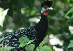 Kibale Forest National Park