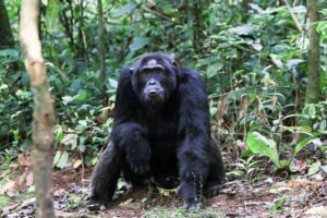 Kibale National Park Uganda