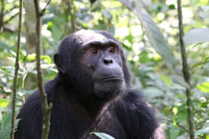 Things to do in Kibale National Park