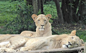 Uganda Wildlife Education Centre opening hours