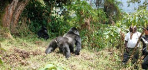 Discounted gorilla permit in Uganda