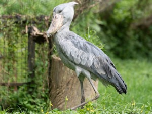 Entebbe zoo Behind the scenes tour