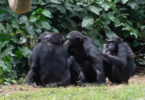 Entebbe zoo prices