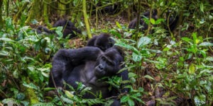 Gorilla permit discounts in Uganda