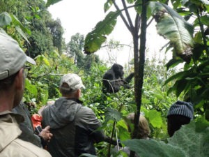 Gorilla Trekking for Children