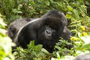 Gorilla Trekking with Children