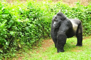 How long is gorilla trekking