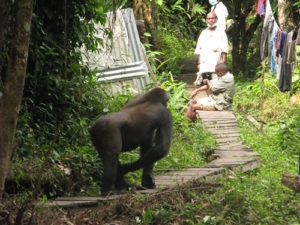 Measures to contain COVID during gorilla trekking