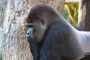 Gorilla Species and Subspecies