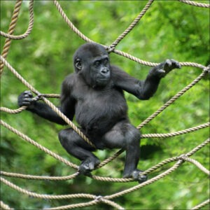 Gorilla Species in Africa