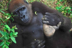 Gorilla Subspecies and Species