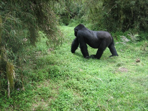 Species and Subspecies of Gorillas