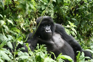 Species of Gorillas