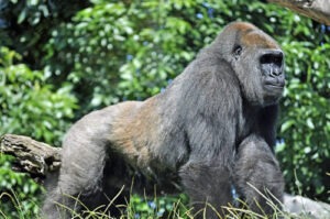 Subspecies of Gorillas