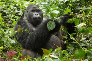 Types of gorillas