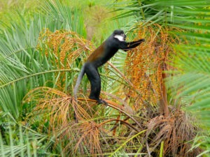 Bigodi Swamp Uganda