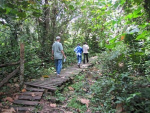 Bigodi Swamp Walk