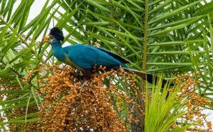 Bigodi Wetland