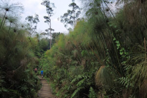 Bigodi Wetlands Sanctuary