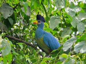 Bigodi Wetlands Sanctuary Uganda