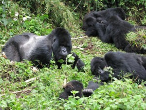 Why is gorilla trekking expensive?